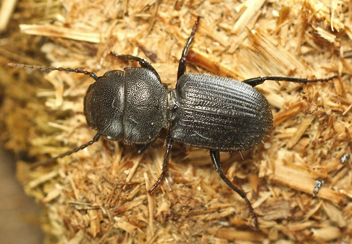 An interesting black beetle from Bulgaria: Carabidae: Dixus obscurus